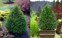 Green Mountain Boxwood - 2 Gallon Pot 15 Green Mountain Boxwood - 2 Gallon Pot -Bush Sale Shop Picture Boxwood Green Mountain 2 1
