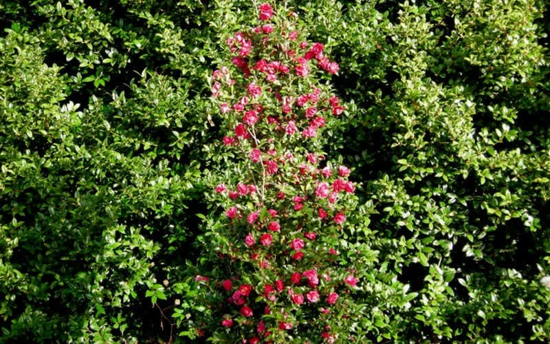 October Magic Rose Camellia - 3 Gallon Pot 7 October Magic Rose Camellia - 3 Gallon Pot - Image 5