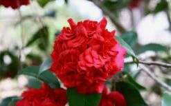 Professor Sargent Camellia Japonica - 6 Pack Of 1 Gallon Pots 13 Professor Sargent Camellia Japonica - 6 Pack Of 1 Gallon Pots -Bush Sale Shop Picture Camellia Professor Sargent Closeup