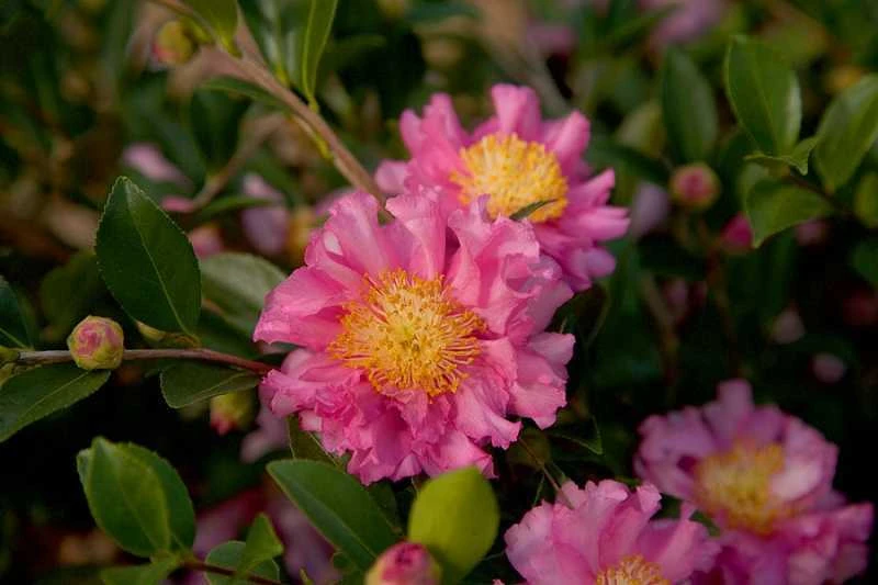 October Magic Carpet Dwarf Camellia - 2 Gallon Pot 6 October Magic Carpet Dwarf Camellia - 2 Gallon Pot - Image 4