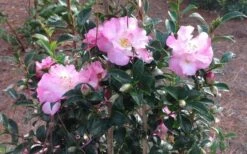 October Magic Orchid Camellia - 7 Gallon Pot 11 October Magic Orchid Camellia - 7 Gallon Pot -Bush Sale Shop Picture CamelliaOrchidOctoberMajic 2 2