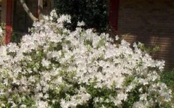 Autumn Ivory Encore Azalea - 1 Gallon Pot 10 Autumn Ivory Encore Azalea - 1 Gallon Pot -Bush Sale Shop Picture Encore Azalea Ivory 3