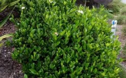 August Beauty Gardenia - 6 Pack Of 1 Gallon Pots 13 August Beauty Gardenia - 6 Pack Of 1 Gallon Pots -Bush Sale Shop Picture Gardenia August Beauty 1