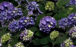 Bloomstruck Endless Summer Hydrangea - 1 Gallon Pot 13 Bloomstruck Endless Summer Hydrangea - 1 Gallon Pot -Bush Sale Shop Picture Hydrangea Bloomstruck 2