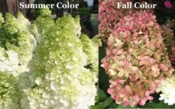 Limelight PeeGee Hydrangea - 6 Pack Of 1 Gallon Pots -Bush Sale Shop Picture Hydrangea Limelight 3 2