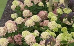 Little Lime Hydrangea - 1 Gallon Pot 14 Little Lime Hydrangea - 1 Gallon Pot -Bush Sale Shop Picture Hydrangea Little Lime 2 4