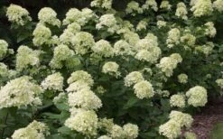 Little Lime Hydrangea - 6 Pack Of 1 Gallon Pots 13 Little Lime Hydrangea - 6 Pack Of 1 Gallon Pots -Bush Sale Shop Picture Hydrangea Little Lime 3