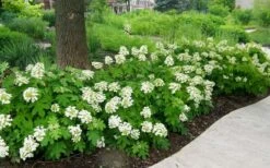 Pee Wee Dwarf Oakleaf Hydrangea - 3 Gallon Pot -Bush Sale Shop Picture Hydrangea Oakleaf Pee Wee Border 1