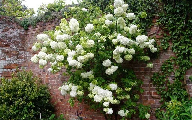 Chinese Snowball Viburnum Bush - 6 Pack Of 1 Gallon Pots 7 Chinese Snowball Viburnum Bush - 6 Pack Of 1 Gallon Pots - Image 6