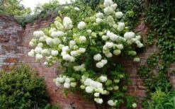 Chinese Snowball Viburnum Bush - 7 Gallon Pot (2-3') 15 Chinese Snowball Viburnum Bush - 7 Gallon Pot (2-3') -Bush Sale Shop Picture Viburnum Chinese Snowball Espalier