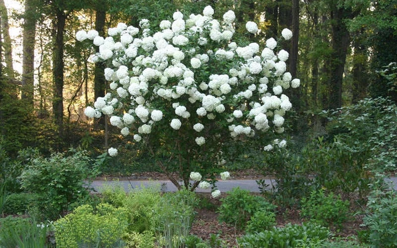 Chinese Snowball Viburnum Bush - 6 Pack Of 1 Gallon Pots 8 Chinese Snowball Viburnum Bush - 6 Pack Of 1 Gallon Pots - Image 7