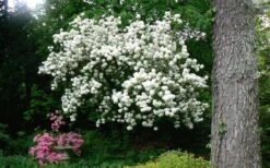 Chinese Snowball Viburnum Bush - 6 Pack Of 1 Gallon Pots 16 Chinese Snowball Viburnum Bush - 6 Pack Of 1 Gallon Pots -Bush Sale Shop Picture Viburnum Chinese Snowball Tree 2 2