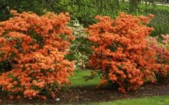 Gibraltar Azalea (Rhododendron) - 3 Gallon Pot 11 Gibraltar Azalea (Rhododendron) - 3 Gallon Pot -Bush Sale Shop Rhododendron Gibraltar 1