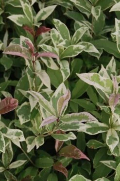 Pink Flush Variegated Tea Olive (Osmanthus Fragrans 'Yinbi Shuanghui') - 2 Gallon Pot 12 Pink Flush Variegated Tea Olive (Osmanthus Fragrans 'Yinbi Shuanghui') - 2 Gallon Pot -Bush Sale Shop Tea Olive Yinbi Shuanghui Variegated 2