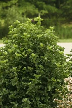 All That Glows Arrowwood Viburnum - 2 Gallon Pot 12 All That Glows Arrowwood Viburnum - 2 Gallon Pot -Bush Sale Shop Viburnum All That Glows 1