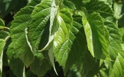 Chicago Luster Arrowwood Viburnum - 1 Gallon Pot -Bush Sale Shop Viburnum Chicago Luster 1 1