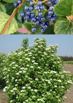 Chicago Luster Arrowwood Viburnum - 3 Gallon Pot -Bush Sale Shop Viburnum Chicago Luster 3
