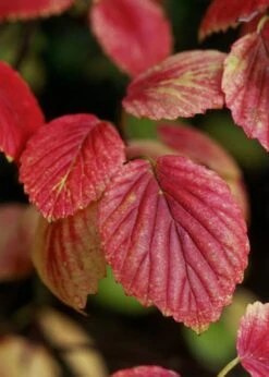Chicago Luster Arrowwood Viburnum - 1 Gallon Pot -Bush Sale Shop Viburnum Chicago Luster 4 1