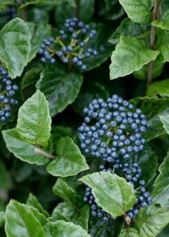 All That Glows Arrowwood Viburnum - 2 Gallon Pot 13 All That Glows Arrowwood Viburnum - 2 Gallon Pot -Bush Sale Shop Viburnum Chicago Luster 5