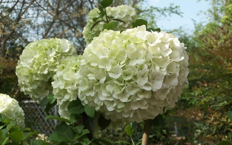 Chinese Snowball Viburnum Bush - 6 Pack Of 1 Gallon Pots 6 Chinese Snowball Viburnum Bush - 6 Pack Of 1 Gallon Pots - Image 5