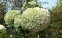 Chinese Snowball Viburnum Bush - 7 Gallon Pot (2-3') 14 Chinese Snowball Viburnum Bush - 7 Gallon Pot (2-3') -Bush Sale Shop Viburnum Chinese Snowball Bloom Green
