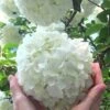 Chinese Snowball Viburnum Bush - 7 Gallon Pot (3-4') 1 Chinese Snowball Viburnum Bush - 7 Gallon Pot (3-4') -Bush Sale Shop Viburnum Chinese Snowball Rev 500x750 2