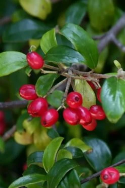 Dwarf Evergreen Snowball Viburnum 'Conoy' - 3 Gallon Pot 16 Dwarf Evergreen Snowball Viburnum 'Conoy' - 3 Gallon Pot -Bush Sale Shop Viburnum Conoy 4