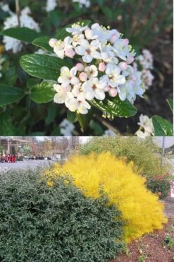 Dwarf Evergreen Snowball Viburnum 'Conoy' - 3 Gallon Pot 15 Dwarf Evergreen Snowball Viburnum 'Conoy' - 3 Gallon Pot -Bush Sale Shop Viburnum Conoy 7