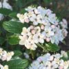 Dwarf Evergreen Snowball Viburnum 'Conoy' - 3 Gallon Pot 1 Dwarf Evergreen Snowball Viburnum 'Conoy' - 3 Gallon Pot -Bush Sale Shop Viburnum Conoy 8