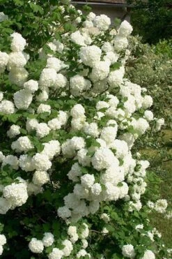 European Snowball Viburnum Bush - 3 Gallon Pot -Bush Sale Shop Viburnum European Snowball 1