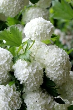 European Snowball Viburnum Bush - 3 Gallon Pot -Bush Sale Shop Viburnum European Snowball 5