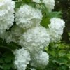 European Snowball Viburnum Bush - 3 Gallon Pot -Bush Sale Shop Viburnum European Snowball 6