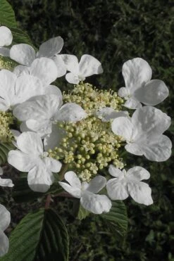 Mariesii Doublefile Viburnum - 1 Gallon Pot 13 Mariesii Doublefile Viburnum - 1 Gallon Pot -Bush Sale Shop Viburnum Mariesii 3 2