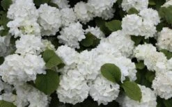 Popcorn Snowball Viburnum Bush - 3 Gallon Pot 11 Popcorn Snowball Viburnum Bush - 3 Gallon Pot -Bush Sale Shop Viburnum Popcorn 1 1