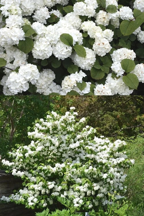 Popcorn Snowball Viburnum Bush - 1 Gallon Pot 6 Popcorn Snowball Viburnum Bush - 1 Gallon Pot - Image 4
