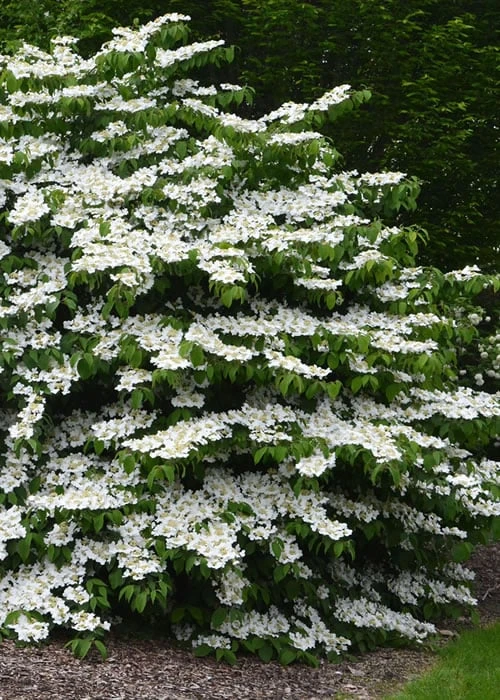 Shasta Doublefile Viburnum - 2 Gallon Pot 3 Shasta Doublefile Viburnum - 2 Gallon Pot