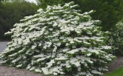Shasta Doublefile Viburnum - 3 Gallon Pot 12 Shasta Doublefile Viburnum - 3 Gallon Pot -Bush Sale Shop Viburnum Shasta 5