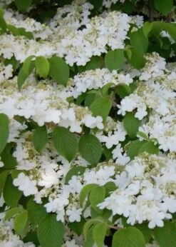 Shasta Doublefile Viburnum - 6 Pack Of 1 Gallon Pots -Bush Sale Shop Viburnum Shasta 6 2