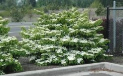 Shasta Doublefile Viburnum - 3 Gallon Pot 13 Shasta Doublefile Viburnum - 3 Gallon Pot -Bush Sale Shop Viburnum Shasta 8