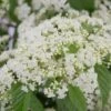 Snow Joey Viburnum - 2 Gallon Pot 2 Snow Joey Viburnum - 2 Gallon Pot -Bush Sale Shop Viburnum Snow Joey 1 1