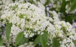 Snow Joey Viburnum - 3 Gallon Pot 13 Snow Joey Viburnum - 3 Gallon Pot -Bush Sale Shop Viburnum Snow Joey 2