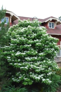 Summer Snowflake Viburnum - 3 Gallon Pot 14 Summer Snowflake Viburnum - 3 Gallon Pot -Bush Sale Shop Viburnum Summer Snowflake 20 2