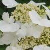 Summer Snowflake Viburnum - 3 Gallon Pot 1 Summer Snowflake Viburnum - 3 Gallon Pot -Bush Sale Shop Viburnum Summer Snowflake 21