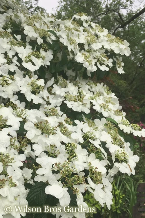 Summer Snowflake Viburnum - 6 Pack Of 1 Gallon Pots 3 Summer Snowflake Viburnum - 6 Pack Of 1 Gallon Pots