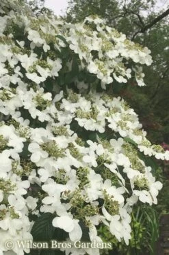 Summer Snowflake Viburnum - 3 Gallon Pot 18 Summer Snowflake Viburnum - 3 Gallon Pot -Bush Sale Shop Viburnum Summer Snowflake 21 500x750 2