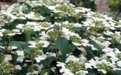 Summer Snowflake Viburnum - 3 Gallon Pot 19 Summer Snowflake Viburnum - 3 Gallon Pot -Bush Sale Shop Viburnum Summer Snowflake 3 1