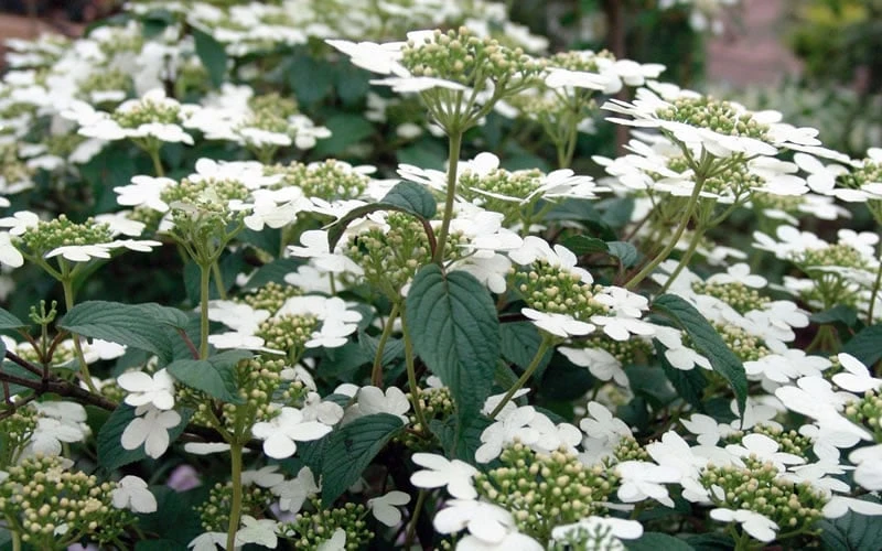 Summer Snowflake Viburnum - 6 Pack Of 1 Gallon Pots 9 Summer Snowflake Viburnum - 6 Pack Of 1 Gallon Pots - Image 7