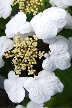 Summer Snowflake Viburnum - 3 Gallon Pot 16 Summer Snowflake Viburnum - 3 Gallon Pot -Bush Sale Shop Viburnum Summer Snowflake 30