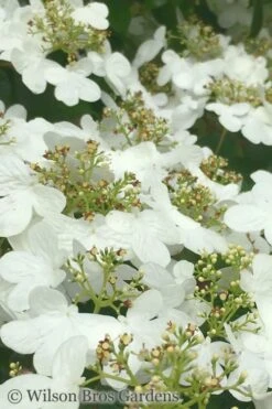 Summer Snowflake Viburnum - 3 Gallon Pot 17 Summer Snowflake Viburnum - 3 Gallon Pot -Bush Sale Shop Viburnum Summer Snowflake 31 1