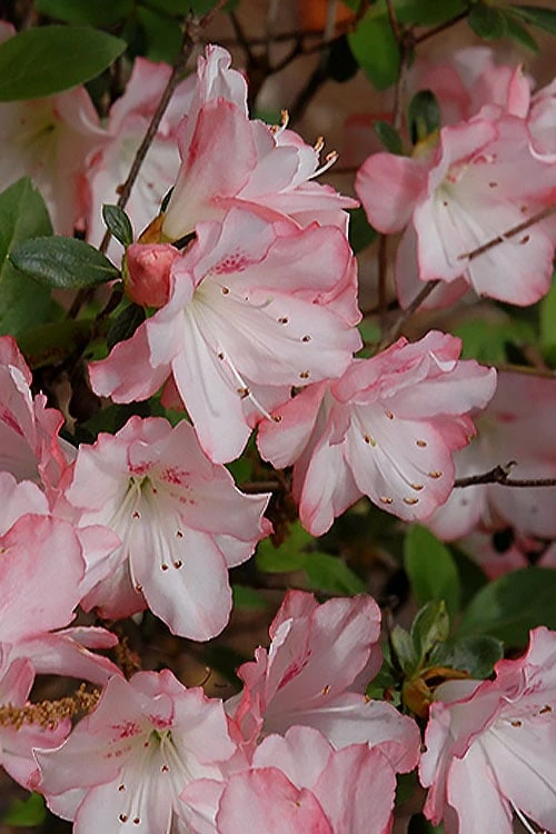 Amy Azalea - 3 Gallon Pot 3 Amy Azalea - 3 Gallon Pot